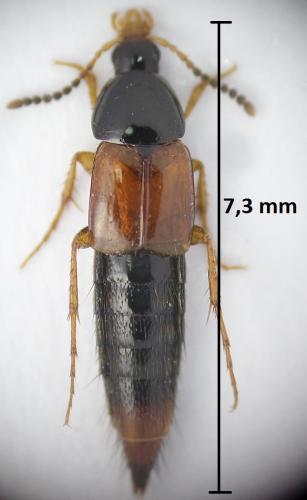 Bolitobius sp.